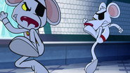 Duplicate Mouse