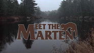 Meet the Marten