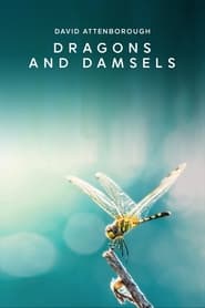 Dragons and Damsels 2019 Free Unlimited Access