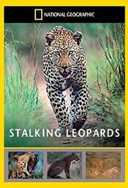 Stalking Leopards 2002 Fandraisana maimaim-poana maimaim-poana
