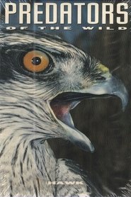 Poster Predators of the Wild: Hawk