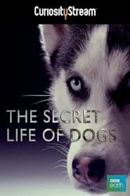 Secret Life of Dogs постер