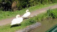 Episode 3: Grand Union and Stratford Canal