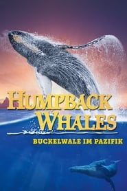 Poster Humpback Whales - Buckelwale im Pazifik