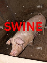 Swine