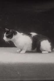 Epithelkörperchenexstirpation bei der Katze (1936)