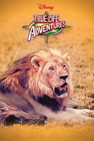 The African Lion постер