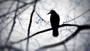 To Kill a Mockingbird