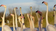 Can We Stop Mass Extinction?