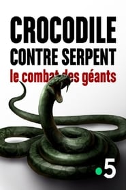 Crocodile contre serpent Le combat des géants