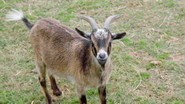 Episode 3: No Goats, No Glory