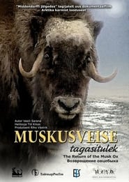 Muskusveise tagasitulek