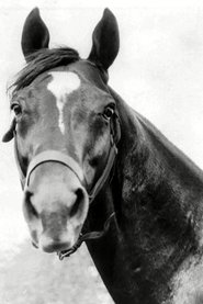 Photo de Man o' War Race Horse 