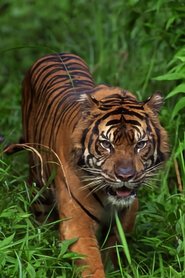 World’s Deadliest Animals World’s Deadliest Animals