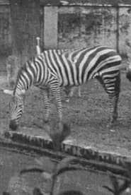 Indian Wildlife Park 1925