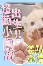 超Q萌！日本動物寶寶大集合～超萌小白獅出生！差點胎死腹中 全靠飼育員奇蹟搶救