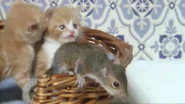 Squirrel on my Shoulder