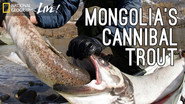Episode 2: Mongolian Terror Trout