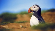 Wild Isles en streaming