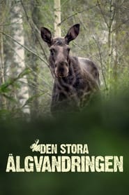 Den stora älgvandringen s01 e11