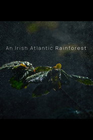 An Irish Atlantic Rainforest
