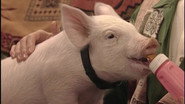 This Little Piggy