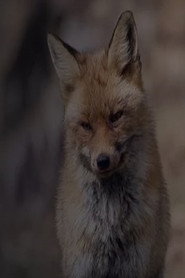 Wild Spain: A Tale of Two Brothers