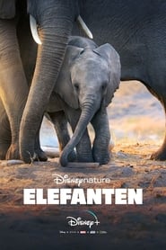 Poster Elefanten