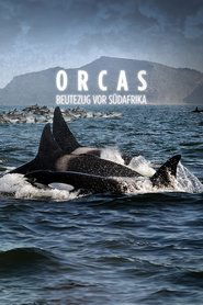 Poster Orcas Beutezug vor Südafrika