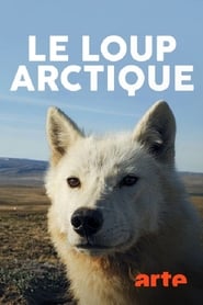 Le loup arctique