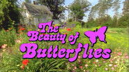 The Beauty of Butterflies