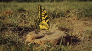 A butterfly's nightmare