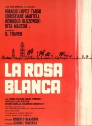 Poster Rosa blanca