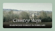 Harewood Forest in February
