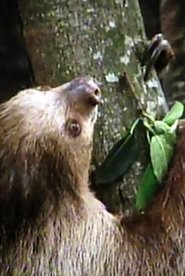 The Glass Ark (1994)