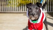 The Dog House at Christmas