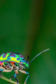 A Real Bug's Life poster