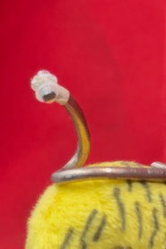 de worm