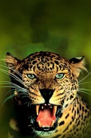 Jungle Cat постер