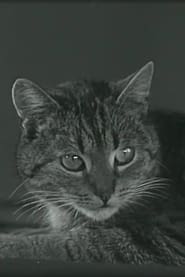 Muskarin-Vergiftung und ihre Beseitigung durch Atropin bei der Katze 1941