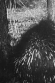 Poster Prickly The Porcupine 1955