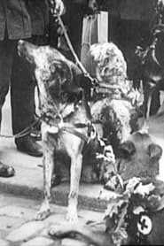 Red Cross Dogs 1914 Akses tanpa had percuma