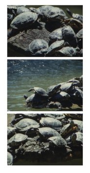 Poster Tartarughe d’acqua 2017