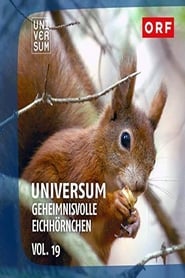 Poster Geheimnisvolle Eichhörnchen 2018