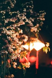 夜樱