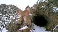 Les Pumas, furtifs félins du Montana en streaming