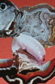 The Light Fantastic Picture Show