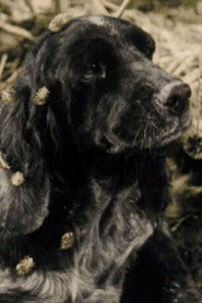 Queenie the Dog