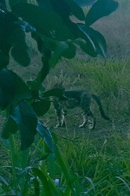 Gatinhos da UEMA
