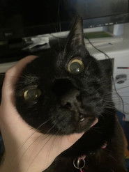 The Isle of the banished (2024)